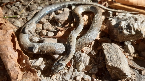 Smooth Snake
