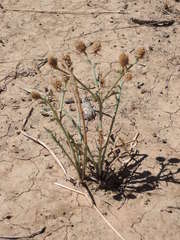 Eryngium paludosum