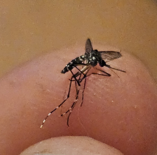 Asian Tiger Mosquito