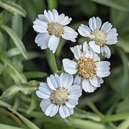 Sneezewort