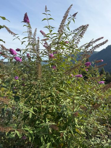 Butterfly bush
