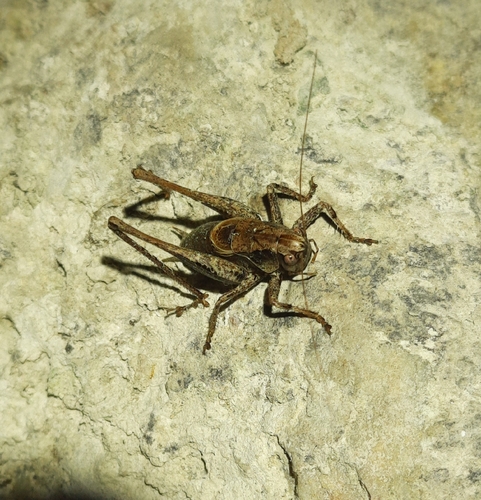 Dark Bush-cricket