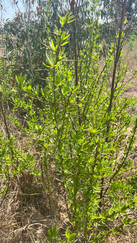 Gymnosporia buxifolia, photograph 3