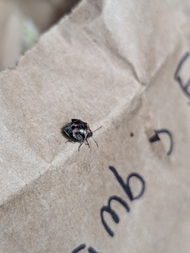 Twice-stabbed Stink Bug