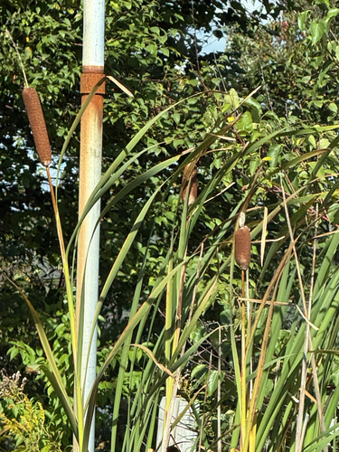 broadleaf cattail