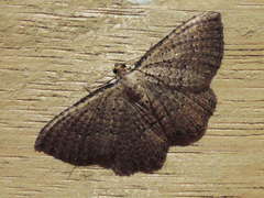 Chrysolarentia microcyma