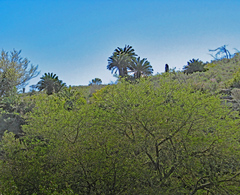 Encephalartos longifolius