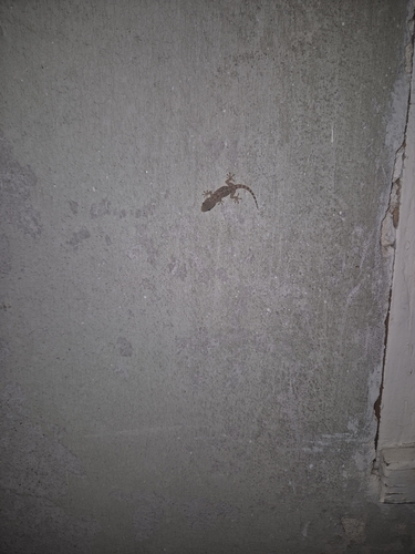 Moorish Gecko