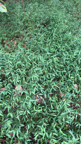 Japanese stiltgrass