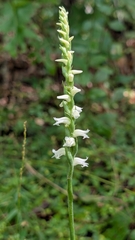 Spiranthes ochroleuca, photograph (c) Peyton Phelps, some rights reserved (CC BY)