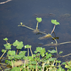 Hydrocotyle ranunculoides, photograph (c) Tser, some rights reserved (CC BY)