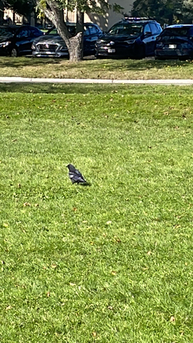 American Crow