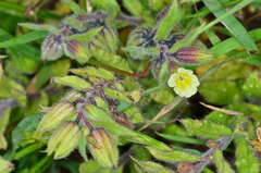 Nonea lutea