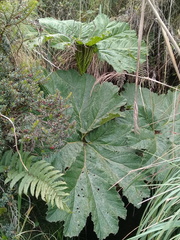 Gunnera tinctoria