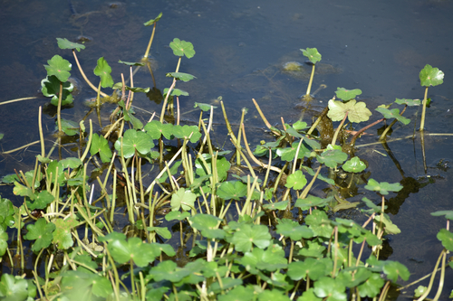 Hydrocotyle ranunculoides, photograph 2
