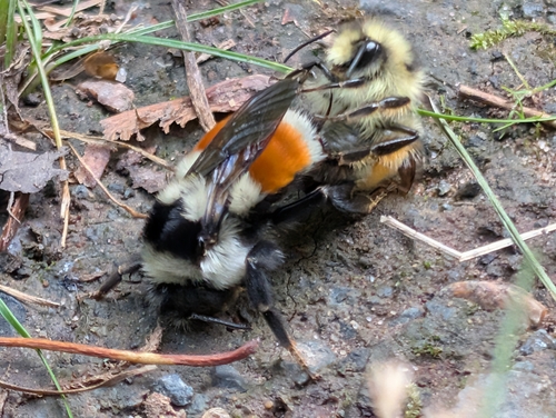 Tricolored Bumble Bee