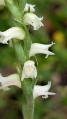 Spiranthes ochroleuca, photograph (c) Peyton Phelps, some rights reserved (CC BY)