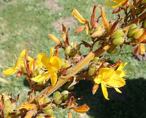 Wachendorfia thyrsiflora, photograph 1
