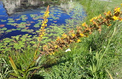 (c) Nicola van Berkel, some rights reserved (CC BY-SA) Wachendorfia thyrsiflora, photograph (c) Nicola van Berkel, some rights reserved (CC BY-SA)