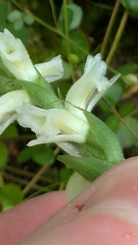 Spiranthes ochroleuca, photograph 5