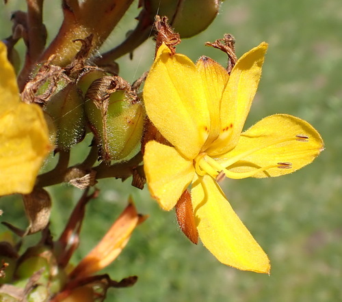 Wachendorfia thyrsiflora
