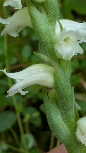 Spiranthes ochroleuca, photograph 6