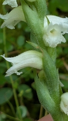 Spiranthes ochroleuca, photograph (c) Peyton Phelps, some rights reserved (CC BY)