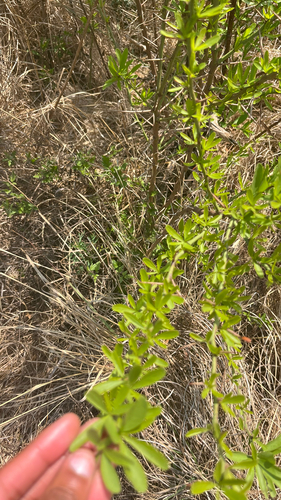Gymnosporia buxifolia, photograph 2