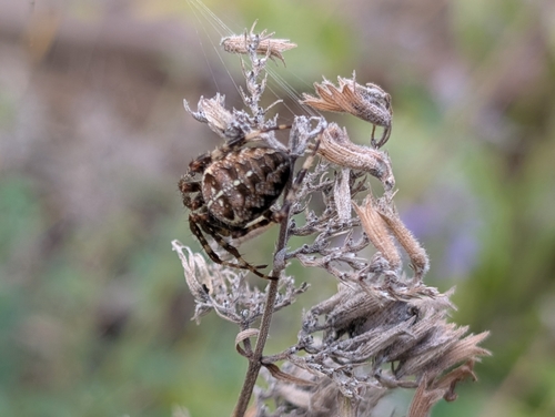 Cross Orbweaver