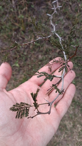 Caven Thorn