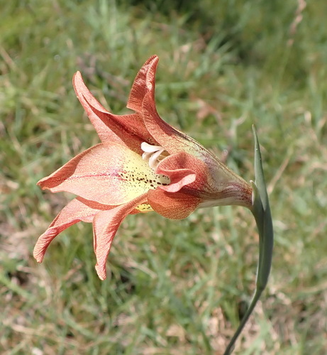 Gladiolus liliaceus, photograph 3