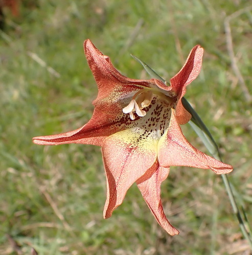 Gladiolus liliaceus, photograph 2