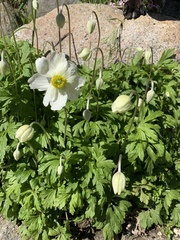 Anemonoides sylvestris