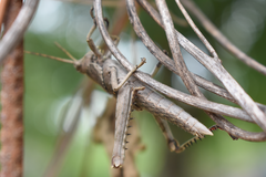 Coryacris angustipennis