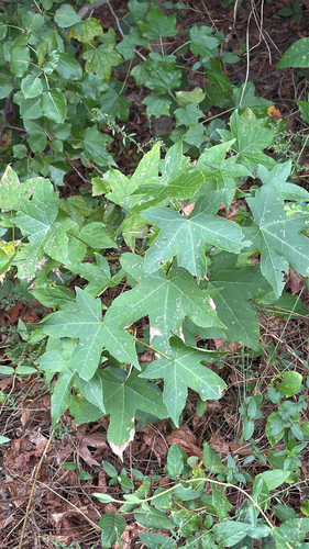 American sweetgum