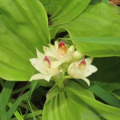 Eulophia diffusiflora
