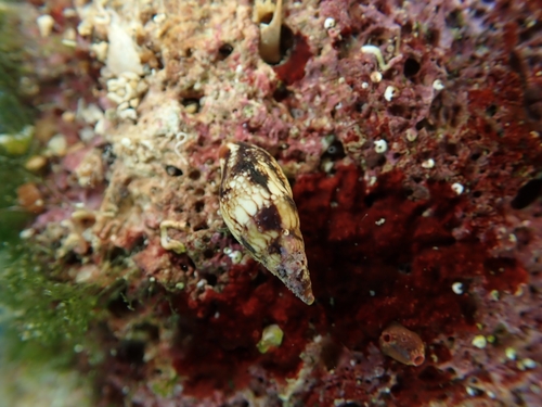 Mitrella scripta observed 2026-09-09