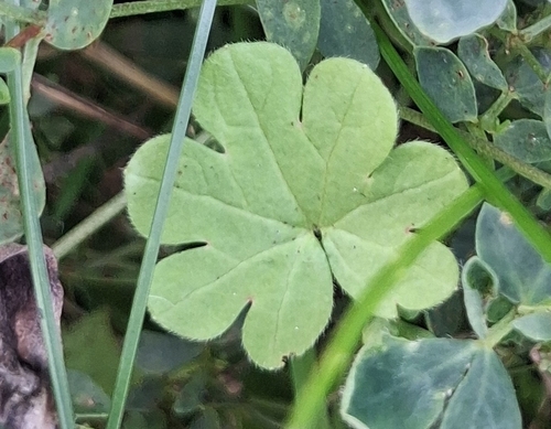 Geranium molle, photograph 1