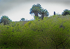 Encephalartos longifolius