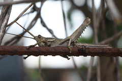 Coryacris angustipennis