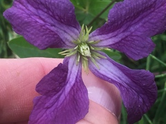 Clematis viticella