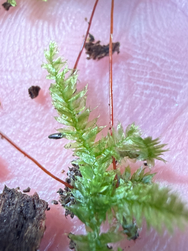 Rhynchostegium serrulatum observed 2026-09-22