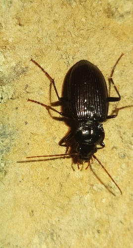European Gazelle Beetle