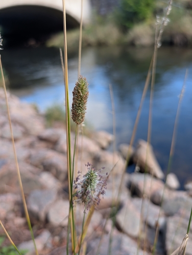 Timothy grass