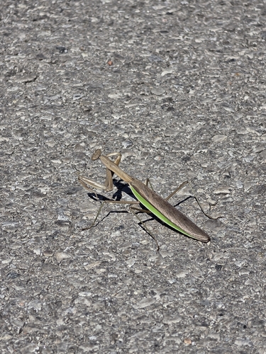 Chinese Mantis