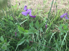 Clematis viticella