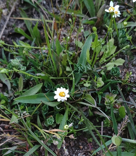 Panphalea heterophylla