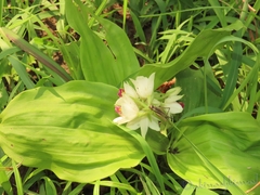 Eulophia diffusiflora