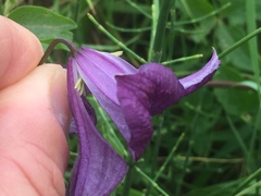 Clematis viticella