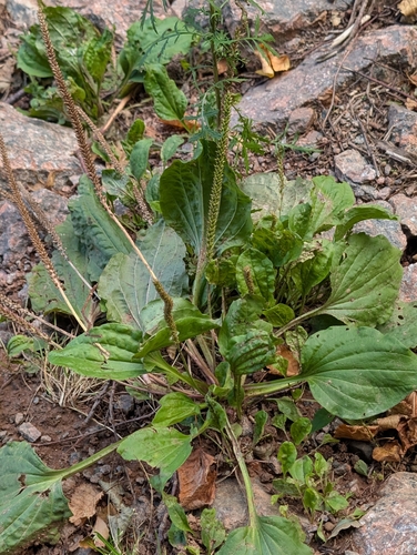 greater plantain